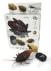 cockroach